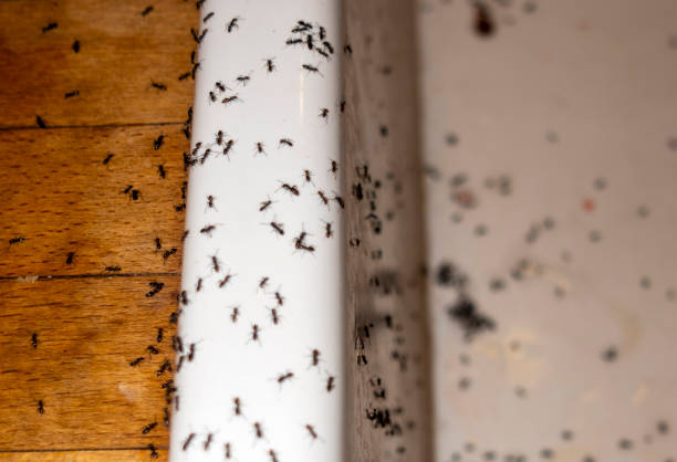 Best Pest Removal Services  in Mead Valley, CA