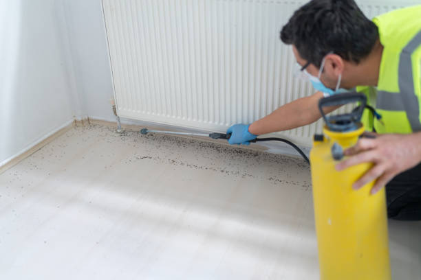 Best Termite Control Services  in Mead Valley, CA